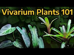 The Beginner's Guide to Vivarium Plants