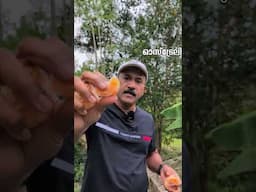 ഓസ്‌ട്രേലിയയിലെ ഓറഞ്ചും പണി തന്നു 😂 #krishi