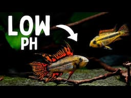 Best Fish for Low pH Aquariums: Top 6 Species You Should Keep!