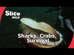 Facing Sharks and Crabs: Australia’s Ocean Secrets | SLICE WILD | FULL DOC