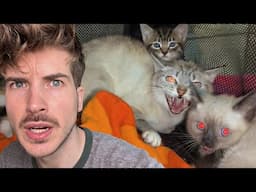 My Foster Cat HATES Me
