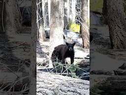 BEAR Encounter in Sequoia National Park 🐻🇺🇸