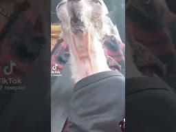 The Slap of Deliverance??