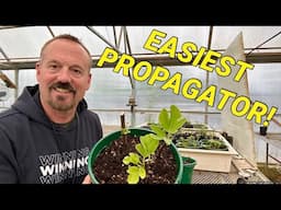 Fig propagation is faster and easier than most fruit.  Here is how.