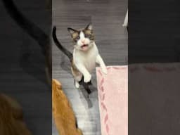 have you ever heard a cat cry like this?