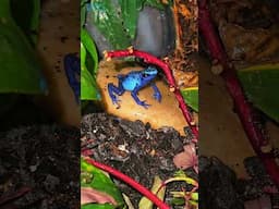 Dendrobates Azureus #amphibian #frog #ihavethisthingwithplants