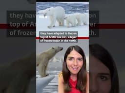 How melting sea ice affects polar bears - BBC World Service #shorts