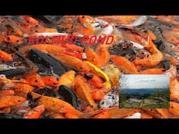 How can I get this japan koi color at my pond?