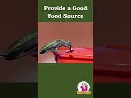 3 Tips for Attracting Hummingbirds