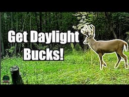 Easy DIY Food Plot Strategy to Get More Daylight Bucks | Deer Hunting Tips for Everyone