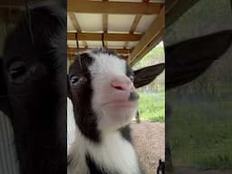 Baby Goat Linus Is So Cute, It’s Not Even Funny 🤣 #funnycute #sillyness #aww #goat #shorts