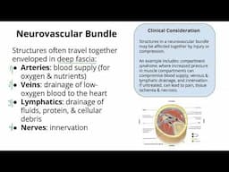 Neurovascular Bundles