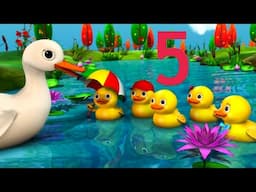 5 Little Ducks - Counting the Little Ducklings |  👼Little Baby Bum - Preschool Playhouse