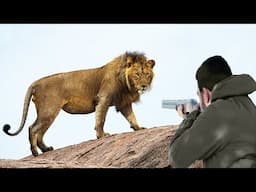 The adventure of hunting predatory lions in the mother continent of Africa