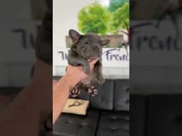 Raise your hand if you would love to cuddle this little cutie 🐶❤️ #frenchbulldog