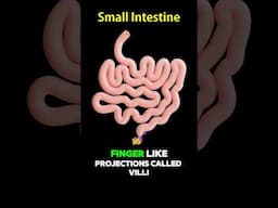 Small Intestines: How Your Body Absorbs Nutrients Like a Pro! #humanbody  #scienceshorts