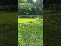 Things I love about our neighbourhood pt4 - the dog park for Debi! #singapore #discoverthewonder