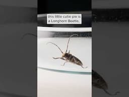 Longhorn Beetle under the microscope!
