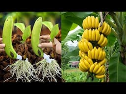 🔴LIVE 🍌Using this secret technique, you can get a banana harvest in a short time #live
