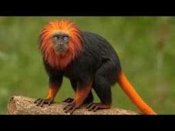 Extremely Rare Monkey Species You Never Knew Existed