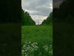 Прогулка в лесу часть 2