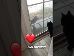The Cat Found an Unreachable Best Friend! (@soulboundsaga)