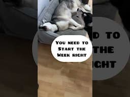 husky puppy yelling GET UP to brother!