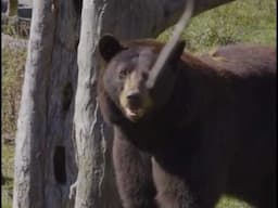 Sidney Smith's Deadly Duel With A Bear