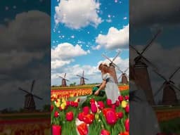 Springtime In Holland
