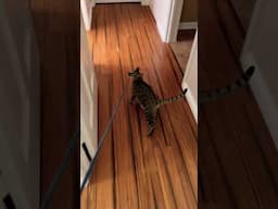 Emma leads #cat #viralshort #car #savannah