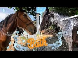 Clydesdale Mare Spa Day! + First Baby Bump Check & Nattie’s Growing Up!