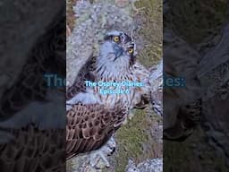 The Osprey Diaries: Episode 6
