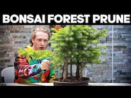 How to Prune A Bonsai Forest