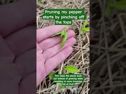 Pruning my pepper starts
