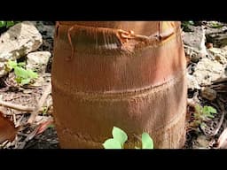 +233560124878 More Royal palms for sale in our garden ( Accra Ghana🇬🇭)