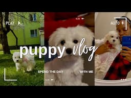 Life with a Maltese  🐶🐾weekend puppy vlog💖🤎🐾