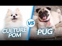 Culture Pom VS Pug Which Is Suitable For Your Life Style