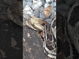 DANGEROUS Timber Rattlesnake Found Under a Wooden Board