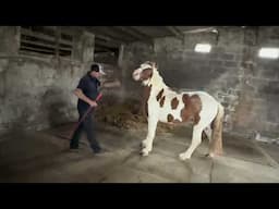 Stunning Horse wont do anything he's told!! Can I Help??