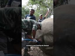 Vets Remove SHOCKING Blockage From Elephant's Gut!
