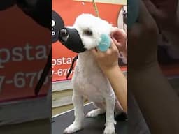 Maltipoos Get Matted if you Don't Brush & Comb First
