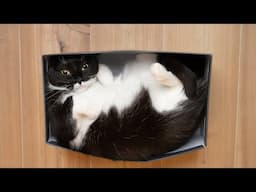 Your Cat's Favorite Spot in the House Will Tell You THIS...