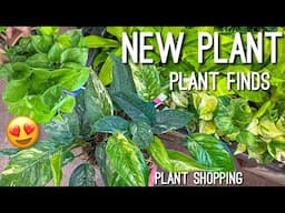 New Costa Farms Plant Finds! Ficus Shivereana, New Pothos Varieties for Affordable Prices! Vlog