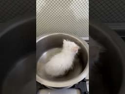Cooking a persian cat. Best recipe