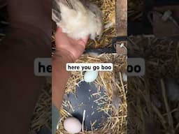 Broody Chickens won’t give up eggs #bantamchickens #silkiechicken #seramachickens #homestead