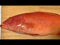 Leopard Coral Grouper