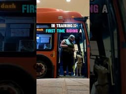 Service Dog In Training’s First Bus Ride 🚌