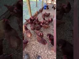 Look dad… look what we did.  Chickens laying about 29 eggs a day.  #chickens #backyardchickens