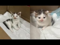 Try Not To Laugh 🤣 New Funny Cats Video 😹 - MeowFunny Part 30