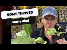 🌱 Seed Starting Successes & Fails | What I Learned 🌱